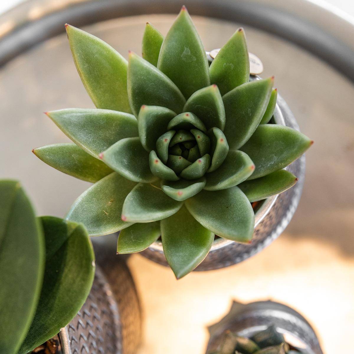 La Green Touch - Duo de succulentes et leurs caches-pots argenté- La Green Touch - Image 3