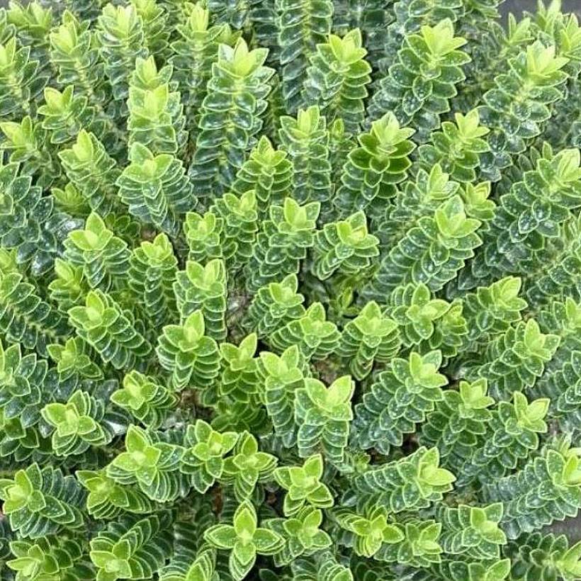 Hébé odora Nana - Véronique arbustive naine Pot de 1,5L/2L