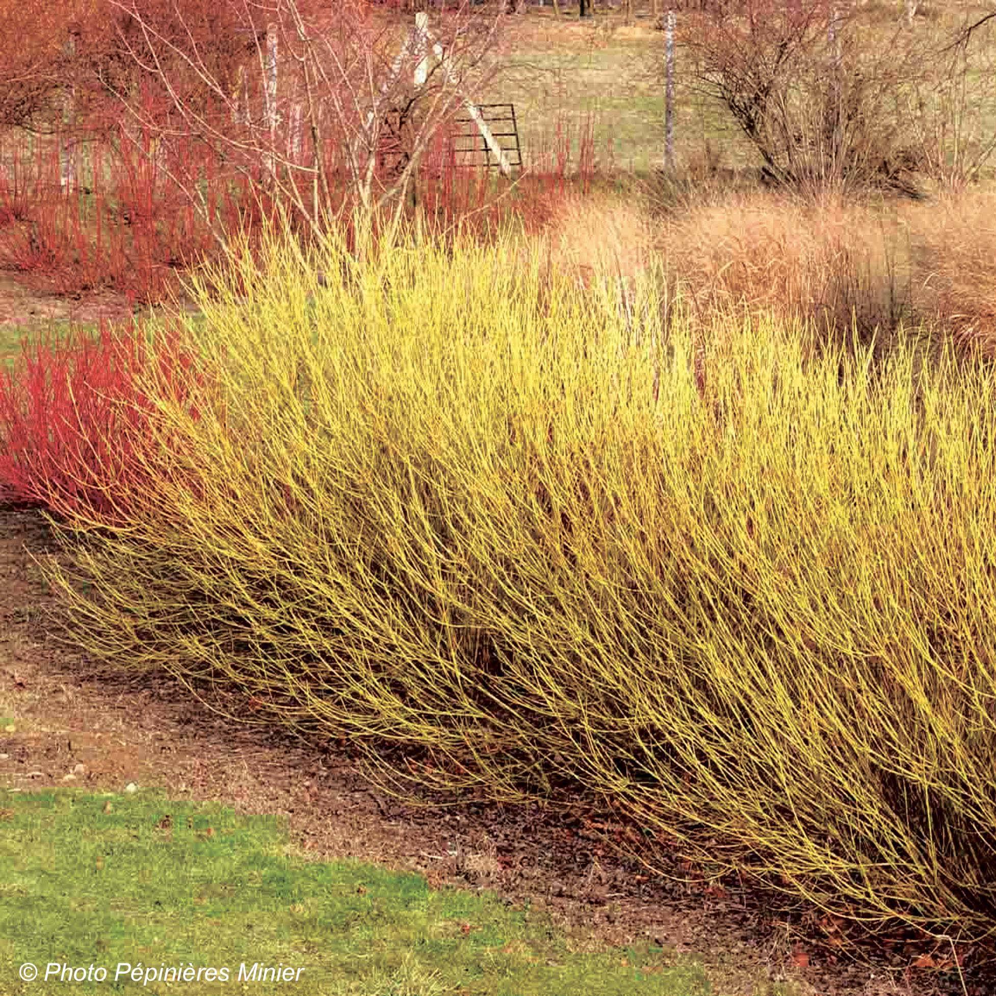 Promesse de Fleurs - Cornus stolonifera Flaviramea - Cornouiller à bois jaune Godet de 8/9 cm