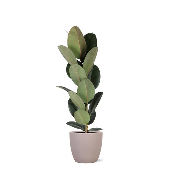 Ficus Elastica Robusta et son pot- La Green Touch Taupe - Hauteur 90cm