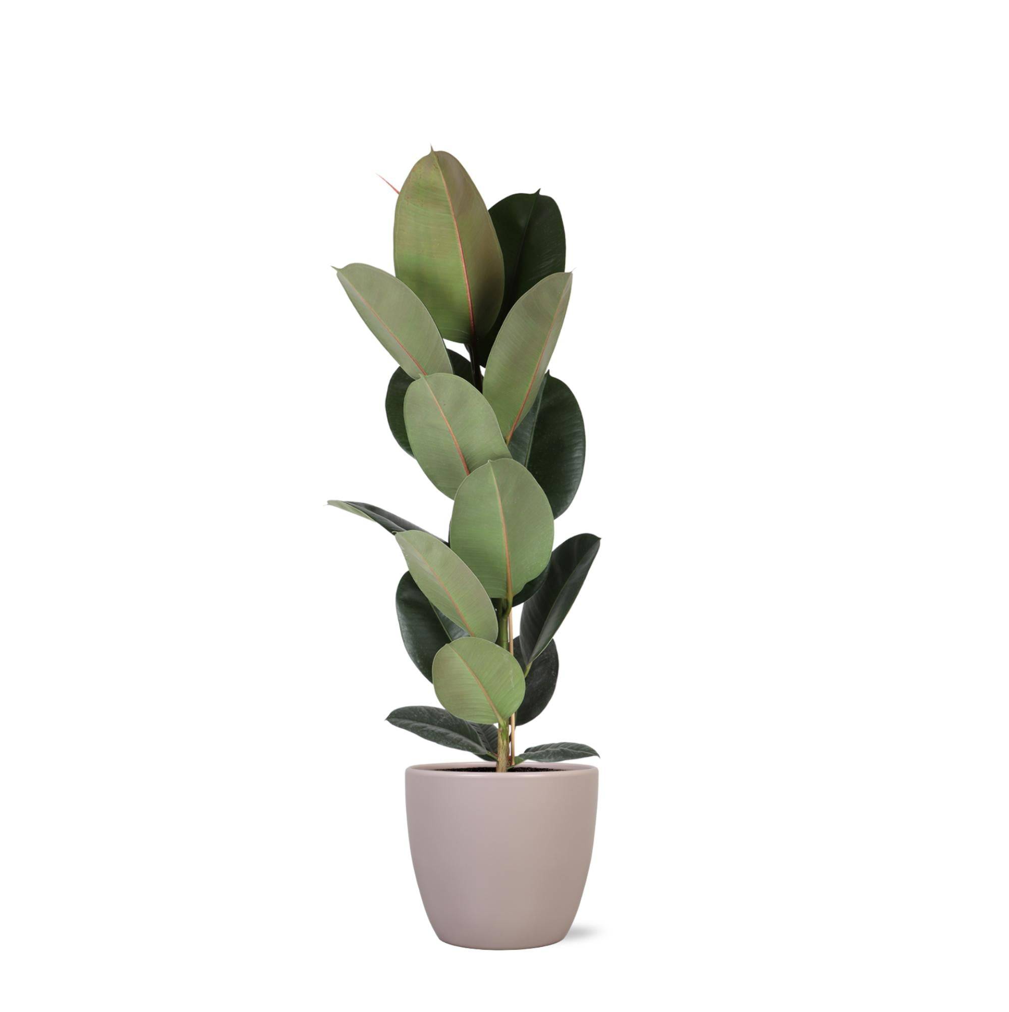 Ficus Elastica Robusta et son pot- La Green Touch Taupe - Hauteur 90cm
