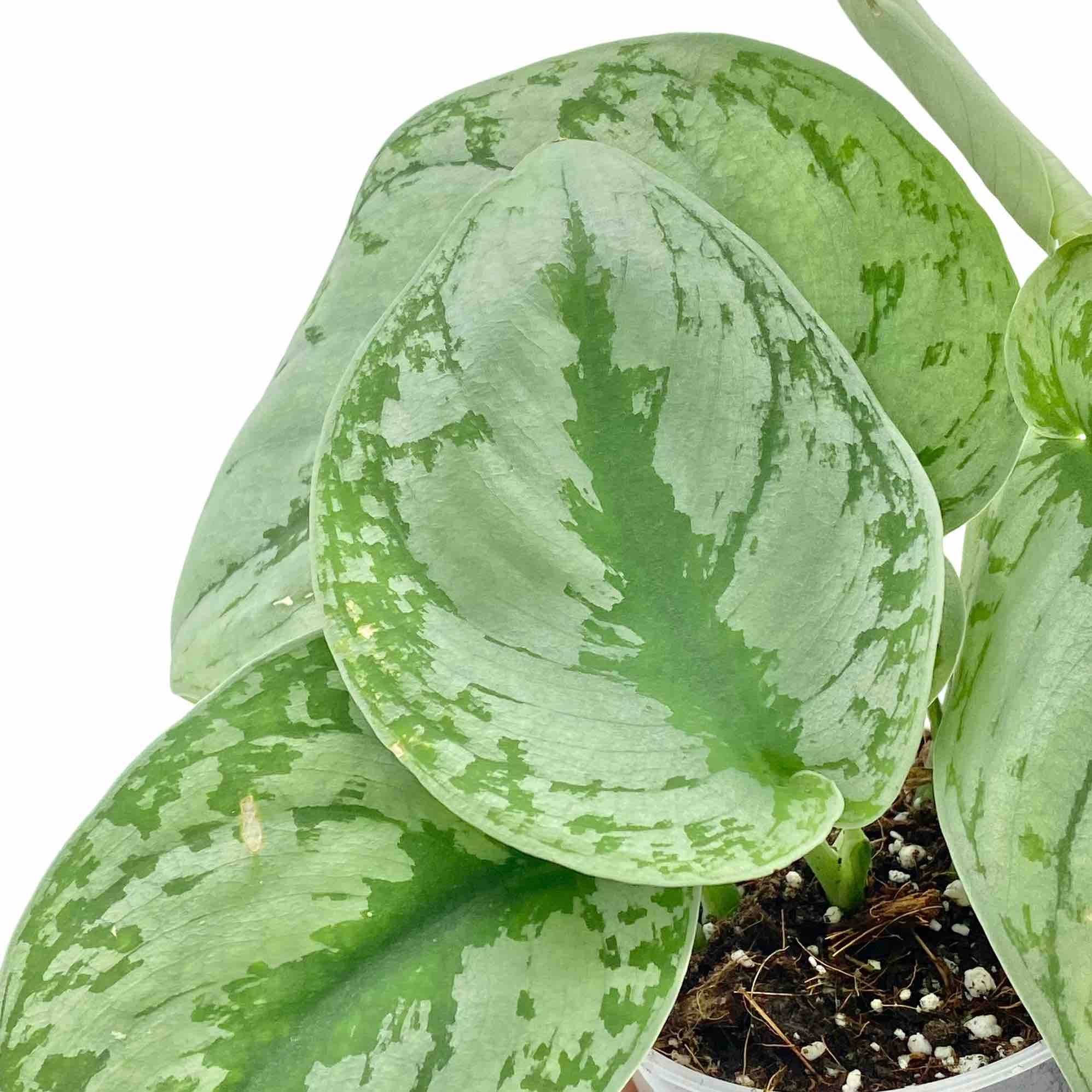 Scindapsus Pictus Trebie - Pot de 9cm - Plantes d'intérieur