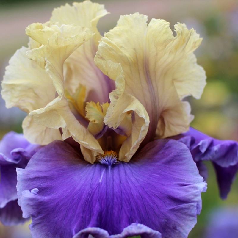 Promesse de Fleurs - Iris germanica Guernazelle - Iris des Jardins Rhizome