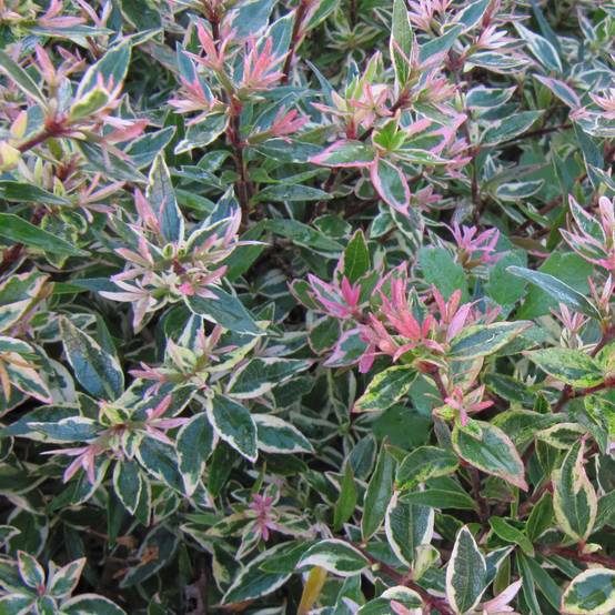 Abelia grandiflora Confetti Pot de 7,5L/10L - Image 1