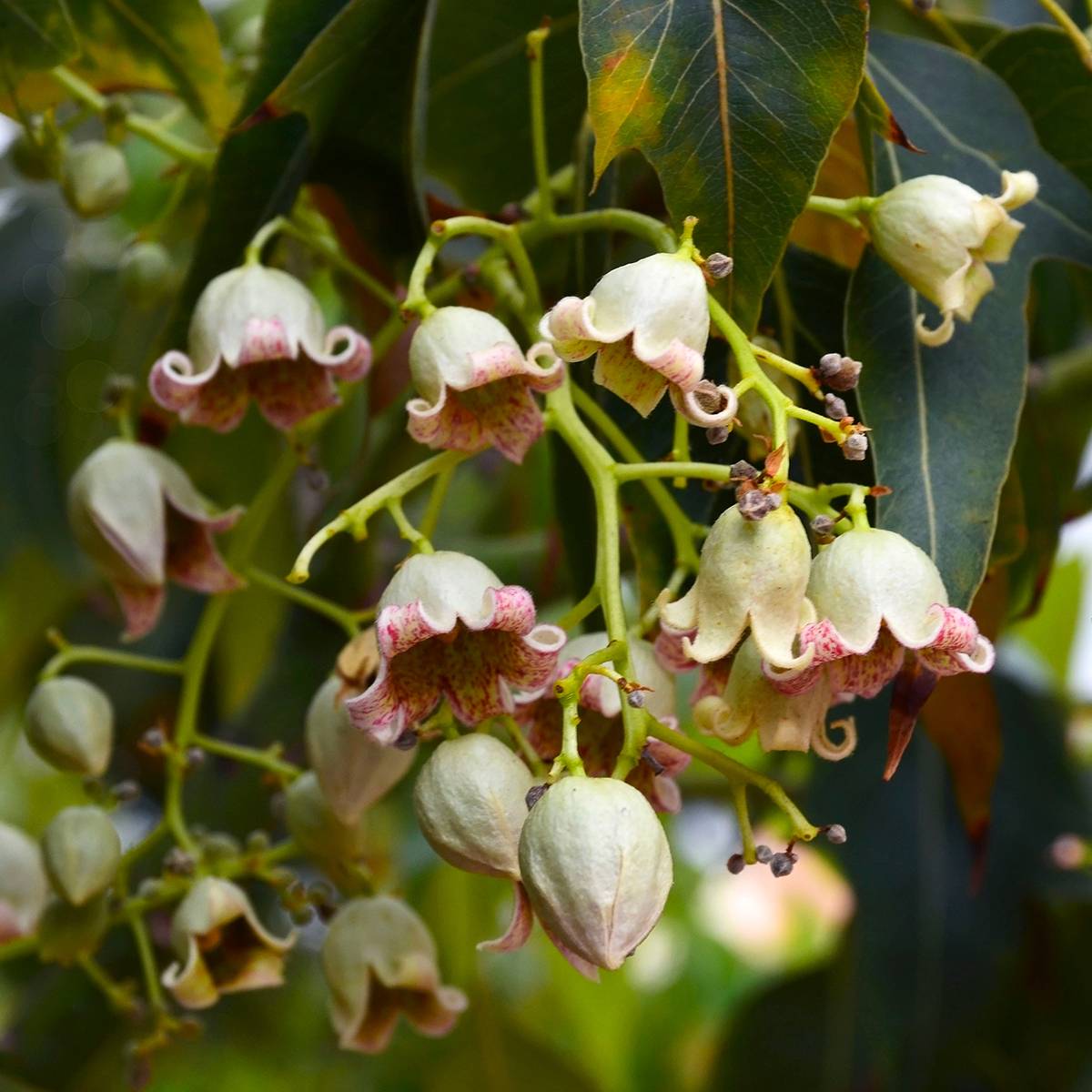 Brachychiton populneus - Kurrajong Pot de 7,5L/10L