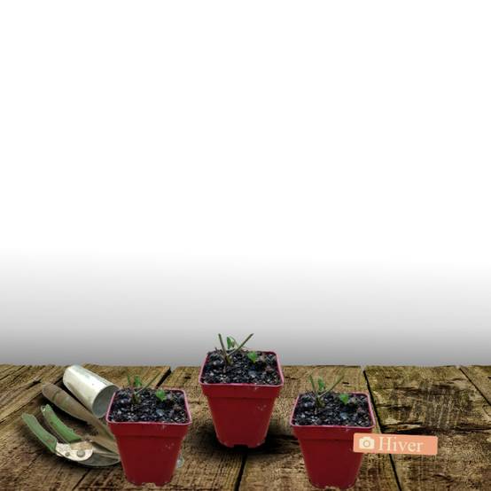 Anémone du Japon Loreley à fleurs Rose/ - feuillage Caduc - Lot de 3 godets - Image 4