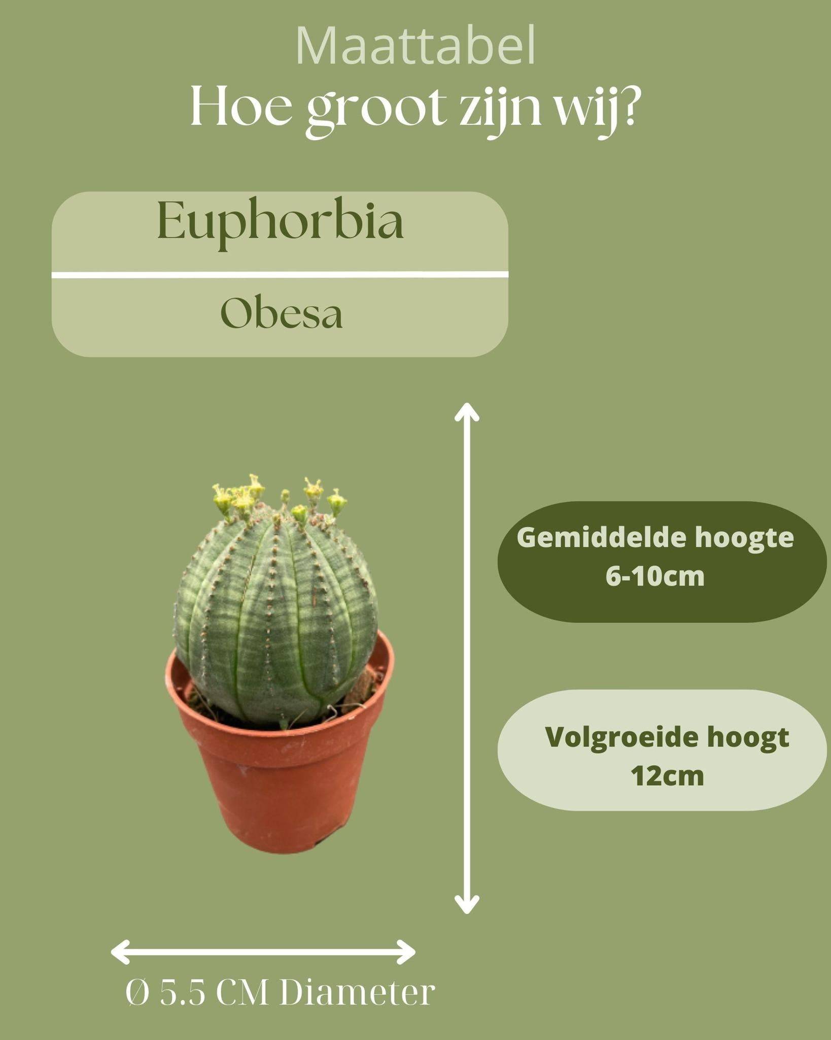 La Green Touch - Lot de 3 Euphorbia Obesa en pot- La Green Touch - Imagen 2
