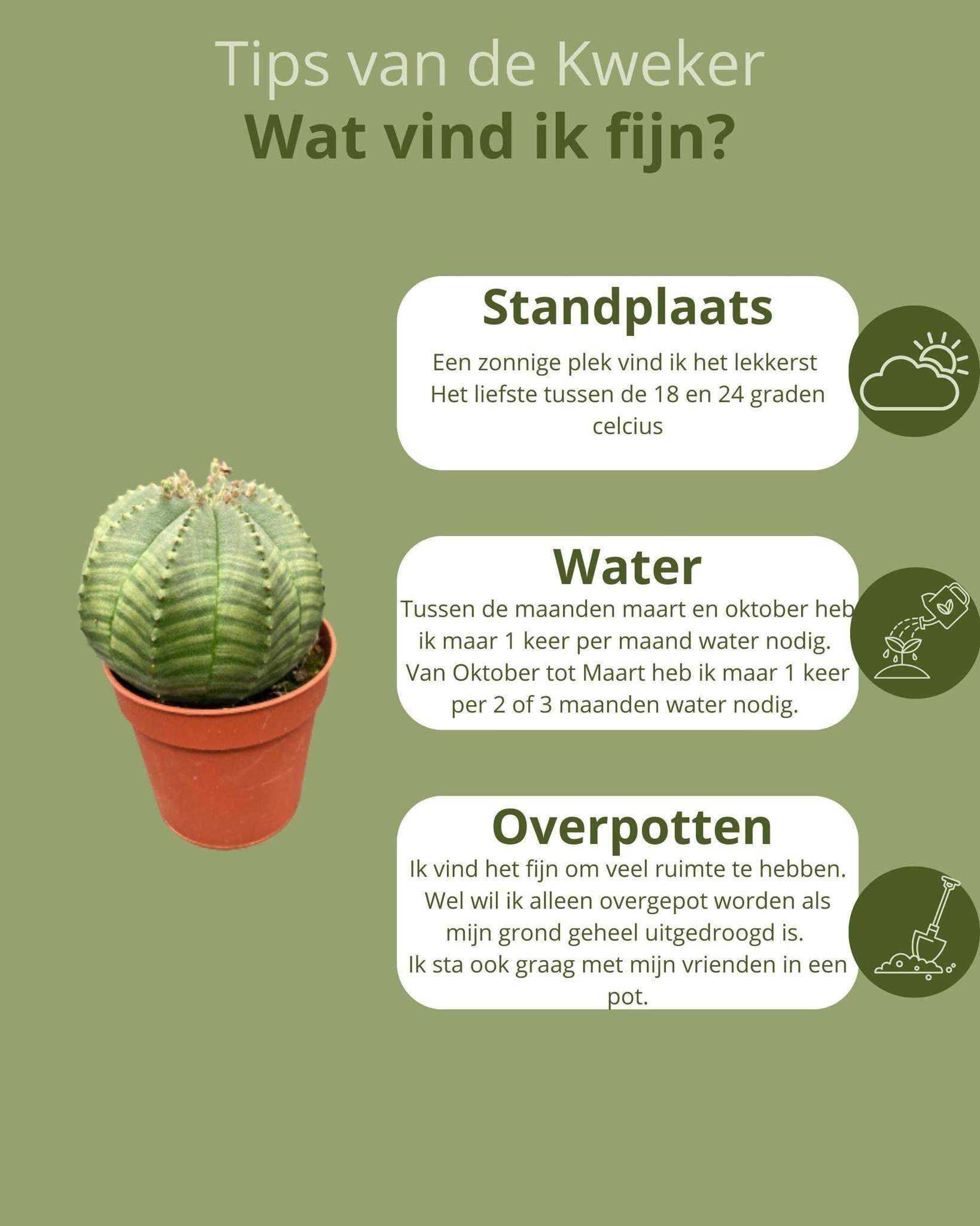 La Green Touch - Lot de 3 Euphorbia Obesa en pot- La Green Touch - Imagen 3