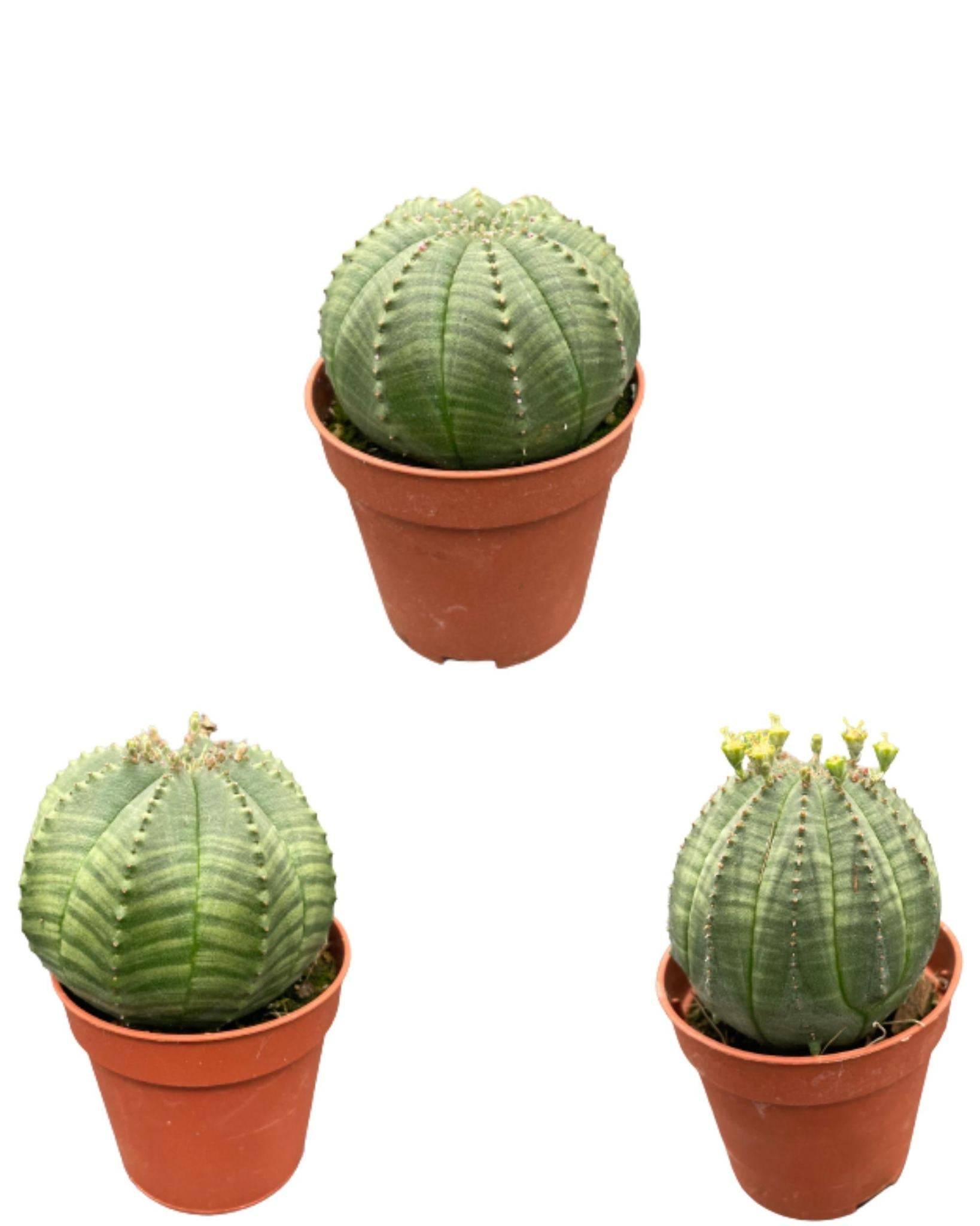 La Green Touch - Lot de 3 Euphorbia Obesa en pot- La Green Touch - Imagen 1