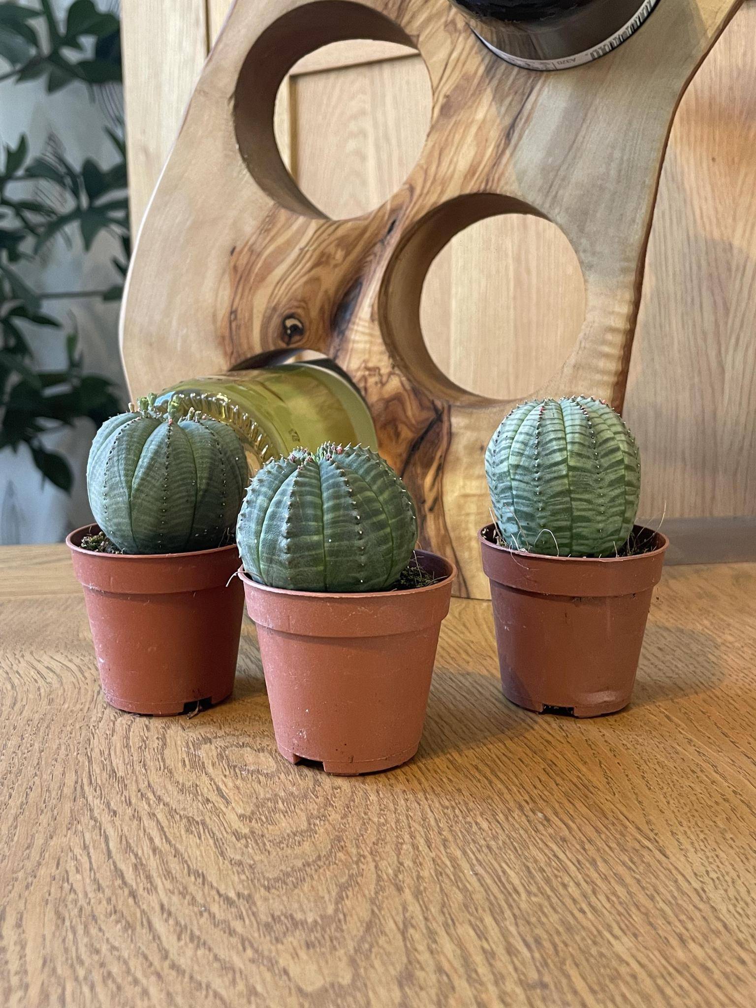 La Green Touch - Lot de 3 Euphorbia Obesa en pot- La Green Touch - Imagen 4