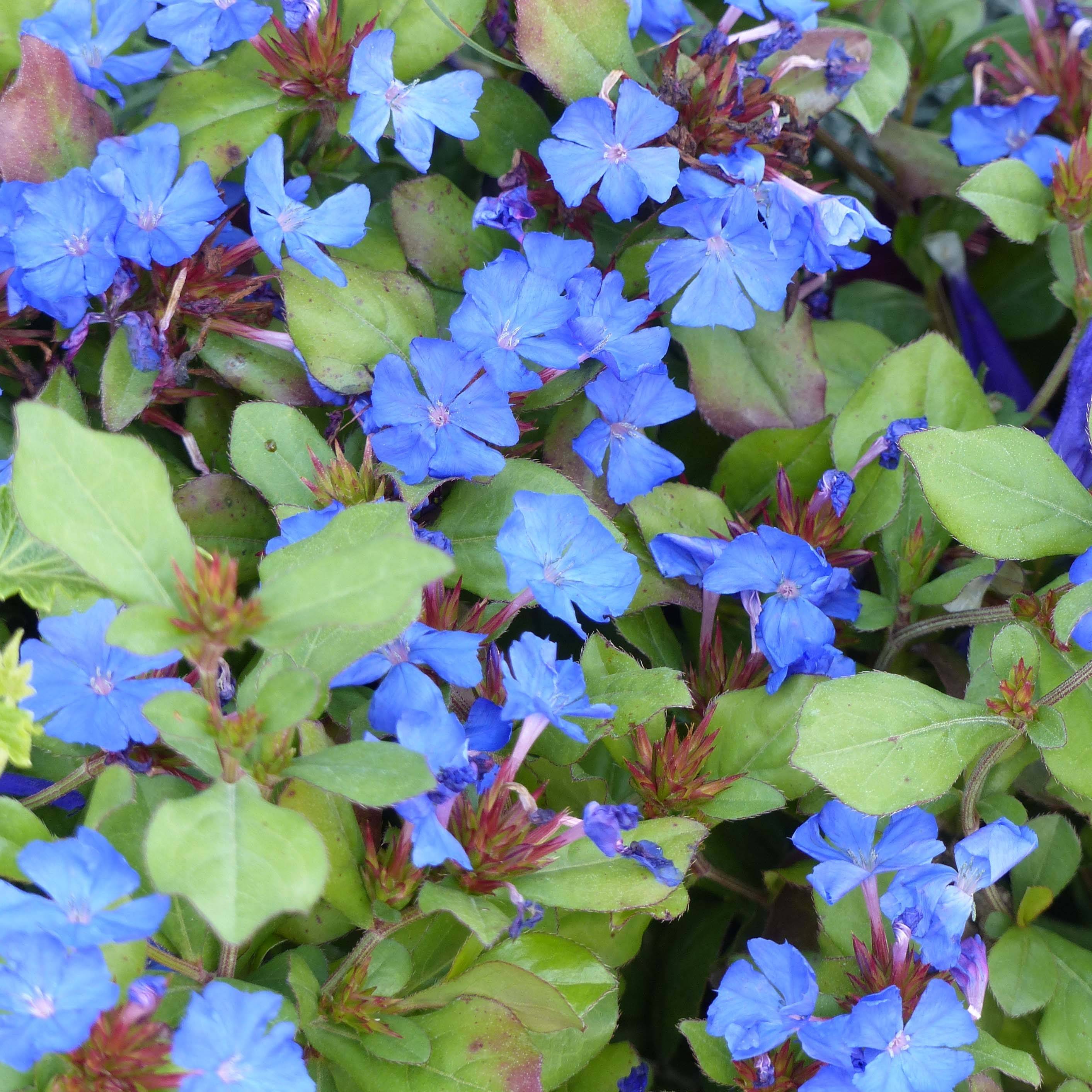Promesse de Fleurs - Ceratostigma plumbaginoides - Dentelaire Pot de 2L/3L