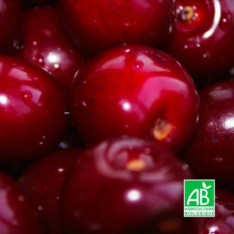 Cerisier bigarreau 'Reverchon' BIO (Prunus avium 'Reverchon') - Scion de 100cm - Pépinières Naudet - Imagen 1