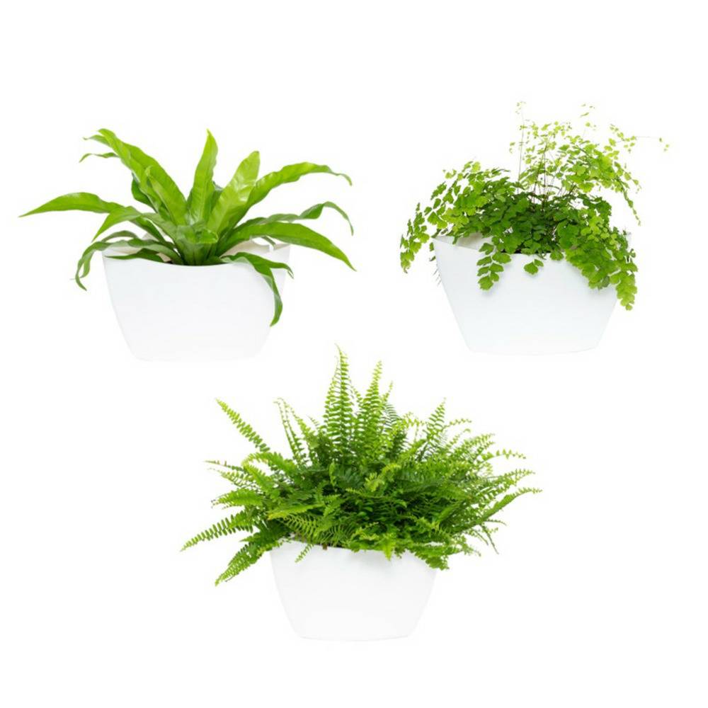 Pack de 3 pots muraux CitySens blancs avec arrosage manuel - Image 1