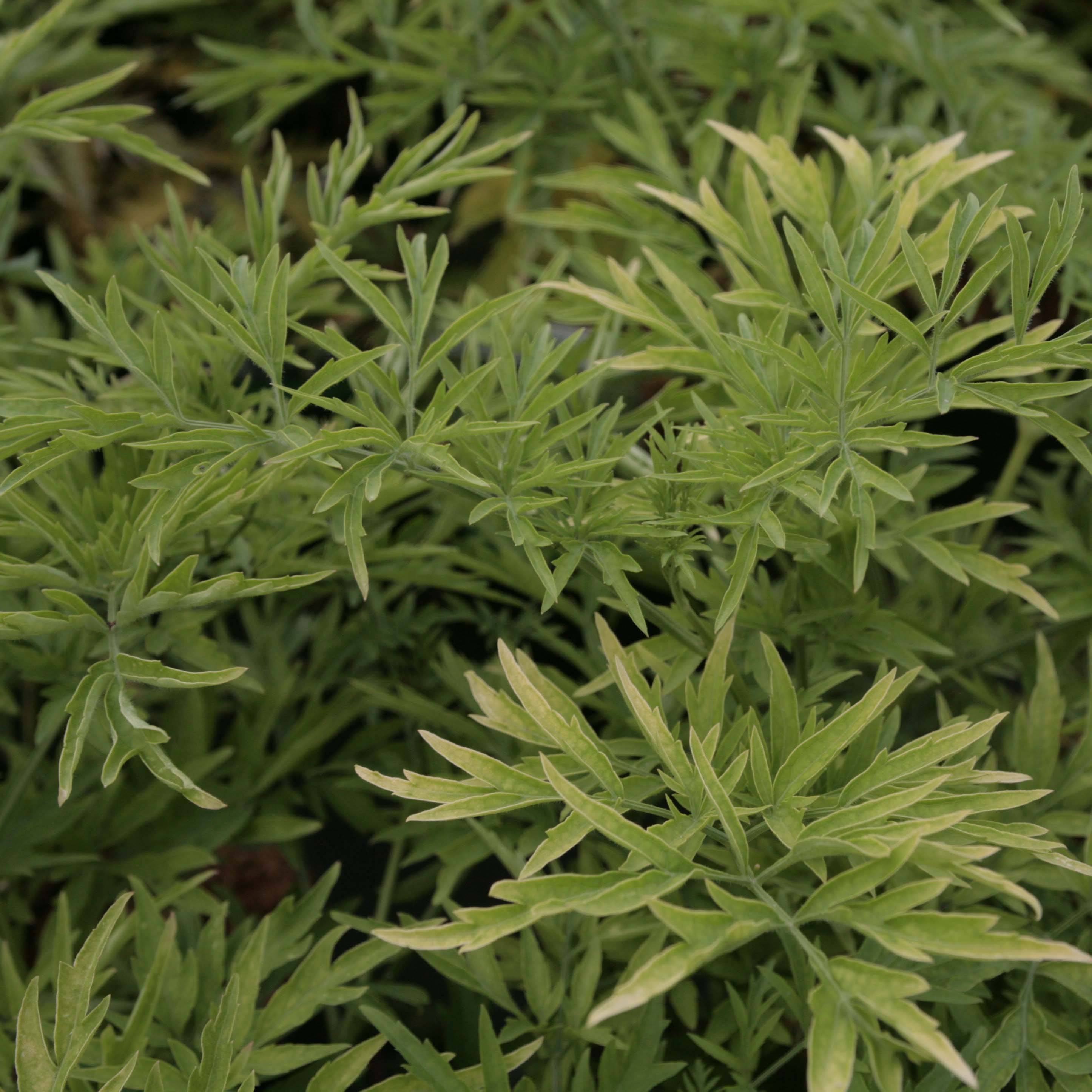 Promesse de Fleurs - Sureau noir - Sambucus nigra Golden Tower Pot de 12 cm / 13 cm