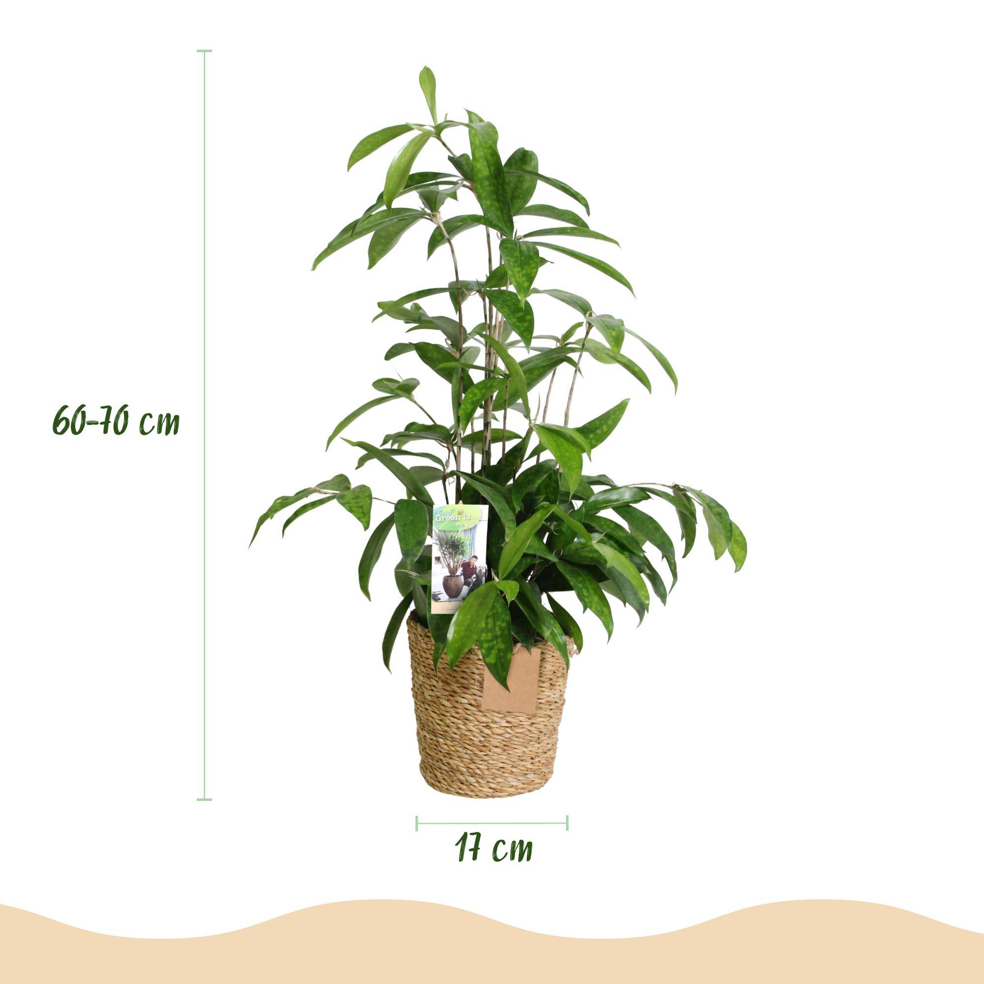 Dracaena surculosa - avec panier - lot de 2 - Ø17cm - ↕70cm - Plantes d’intérieur - Image 3