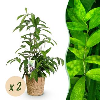 Dracaena surculosa - avec panier - lot de 2 - Ø17cm - ↕70cm - Plantes d’intérieur
