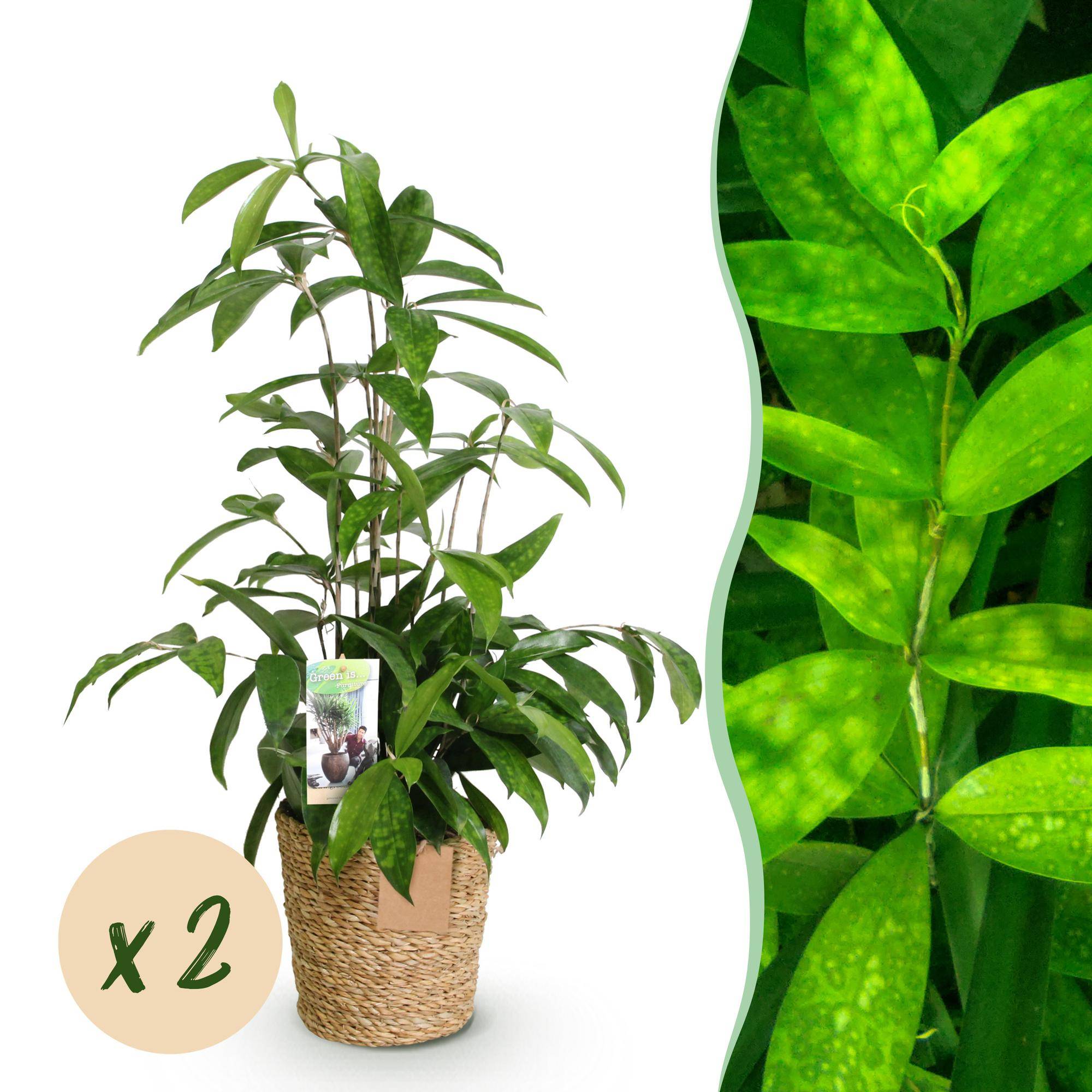 Dracaena surculosa - avec panier - lot de 2 - Ø17cm - ↕70cm - Plantes d’intérieur