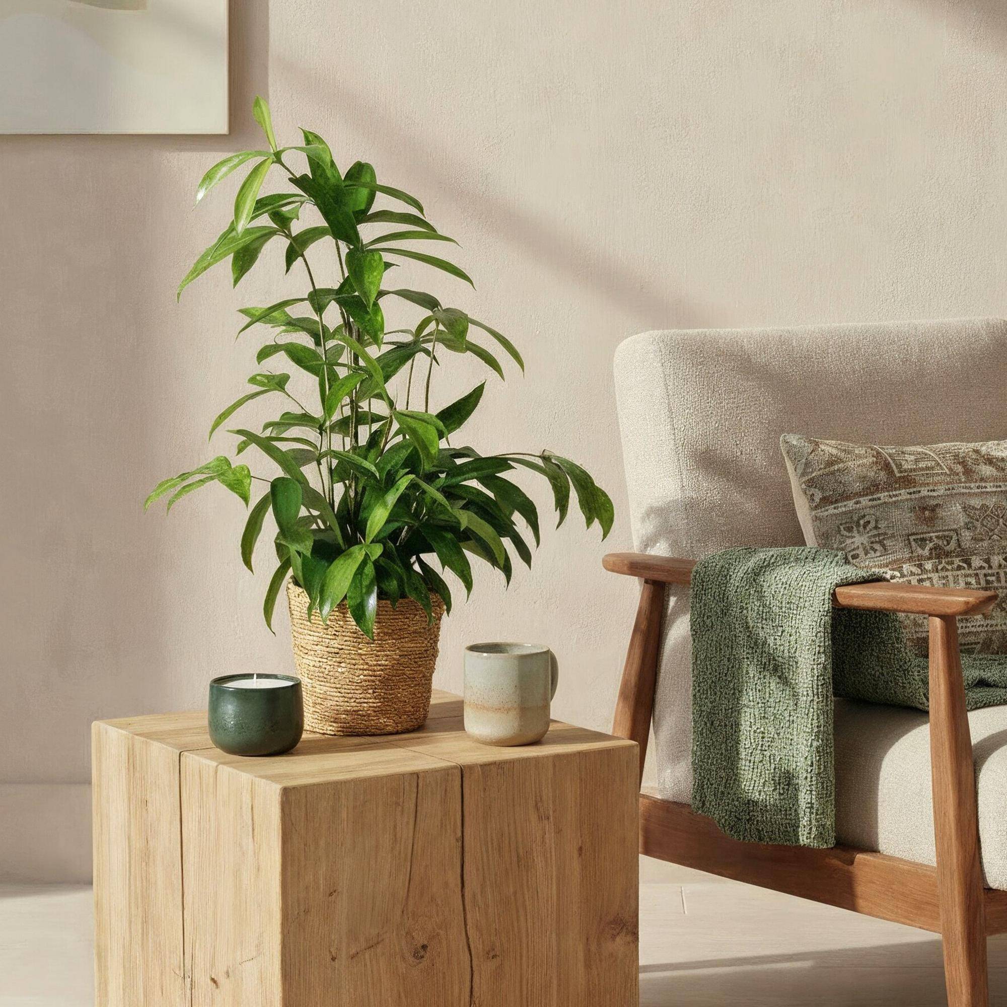 Dracaena surculosa - avec panier - lot de 2 - Ø17cm - ↕70cm - Plantes d’intérieur - Image 4