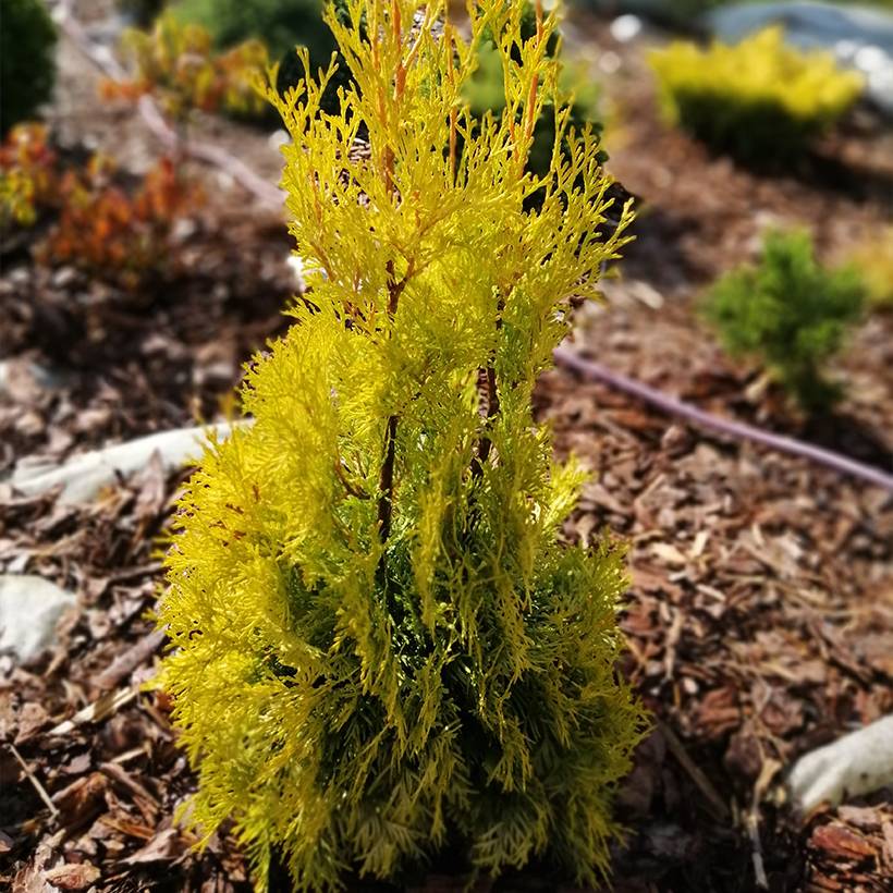 Promesse de Fleurs - Thuya du Canada - Thuja occidentalis Malonyana Aurea Godet de 8/9 cm - Image 1