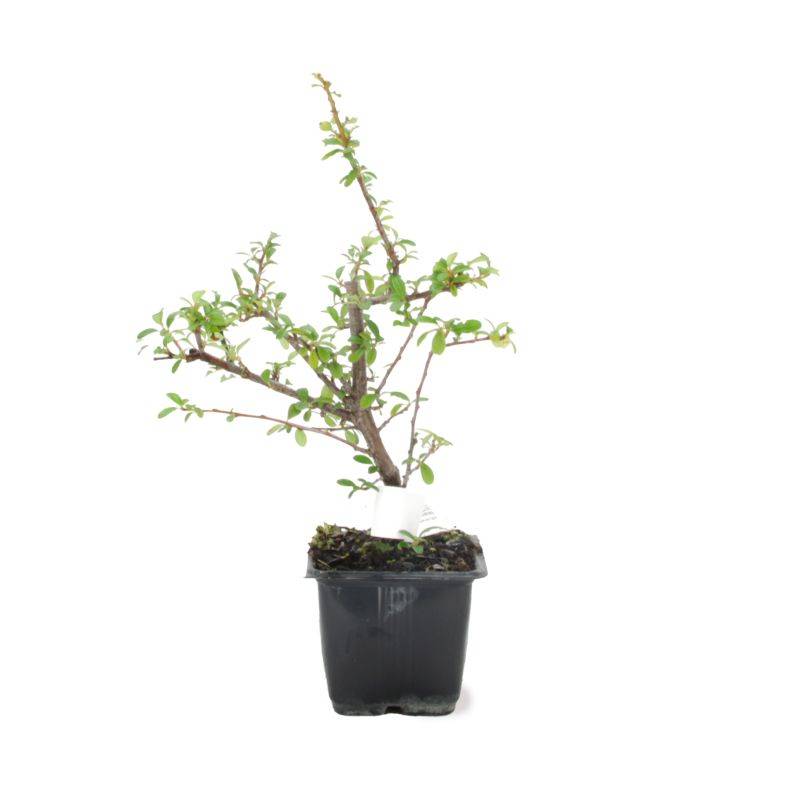 Buisson ardent 'Ventoux Red' (Pyracantha 'Ventoux Red') - Godet - Taille 13/25cm - Pépinières Naudet - Imagen 2