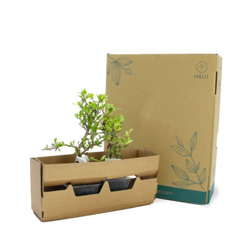 Buisson ardent 'Ventoux Red' (Pyracantha 'Ventoux Red') - Godet - Taille 13/25cm - Pépinières Naudet - Imagen 5