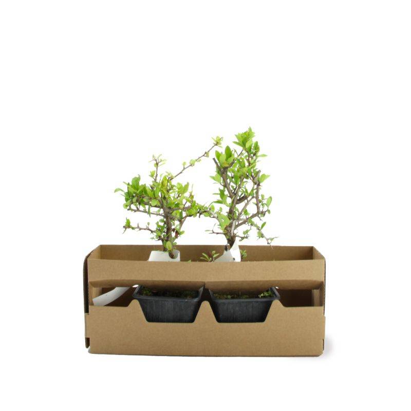 Buisson ardent 'Ventoux Red' (Pyracantha 'Ventoux Red') - Godet - Taille 13/25cm - Pépinières Naudet - Imagen 4