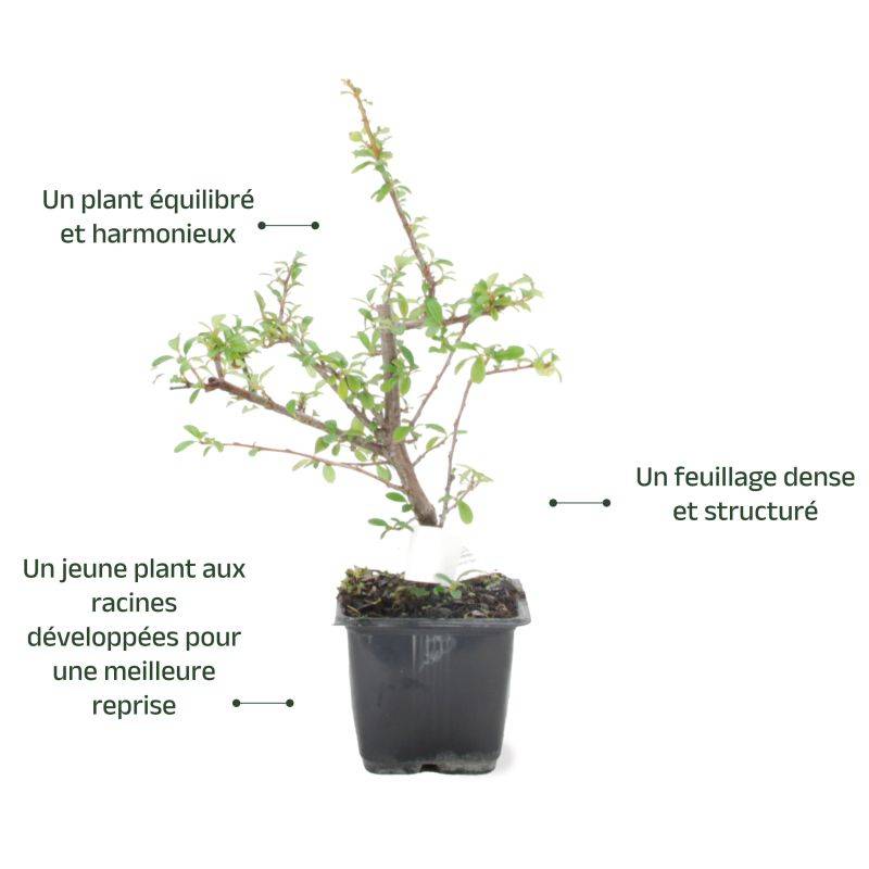Buisson ardent 'Ventoux Red' (Pyracantha 'Ventoux Red') - Godet - Taille 13/25cm - Pépinières Naudet - Imagen 3