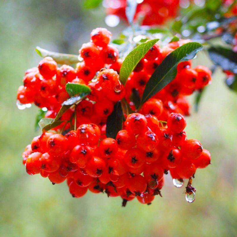 Buisson ardent 'Ventoux Red' (Pyracantha 'Ventoux Red') - Godet - Taille 13/25cm - Pépinières Naudet - Imagen 1