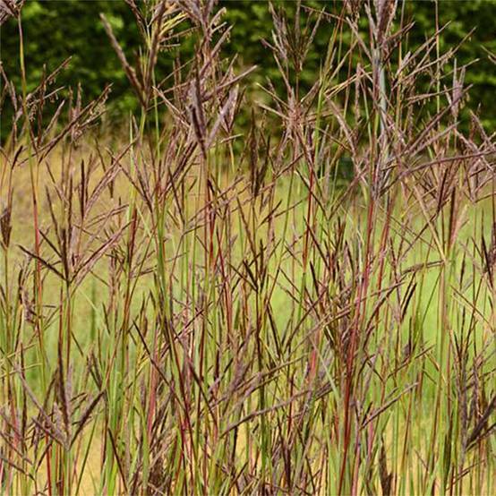 Promesse de Fleurs - Andropogon hallii Purple Konza Godet de 8/9 cm