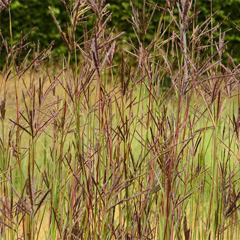 Promesse de Fleurs - Andropogon hallii Purple Konza Godet de 8/9 cm