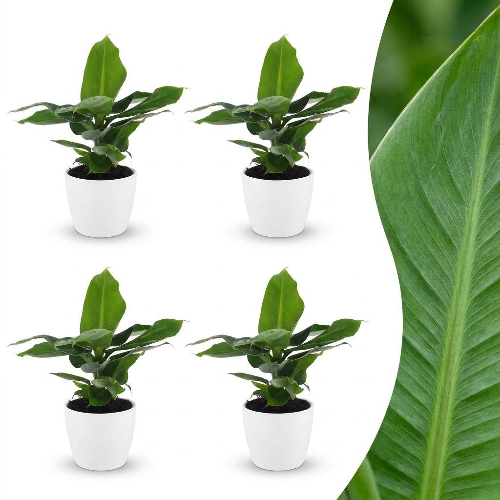 Musa Oriental Dwarf - Bananier nain oriental - Pot de 12cm - 4 plantes - Blanc - Plantes d'intérieur