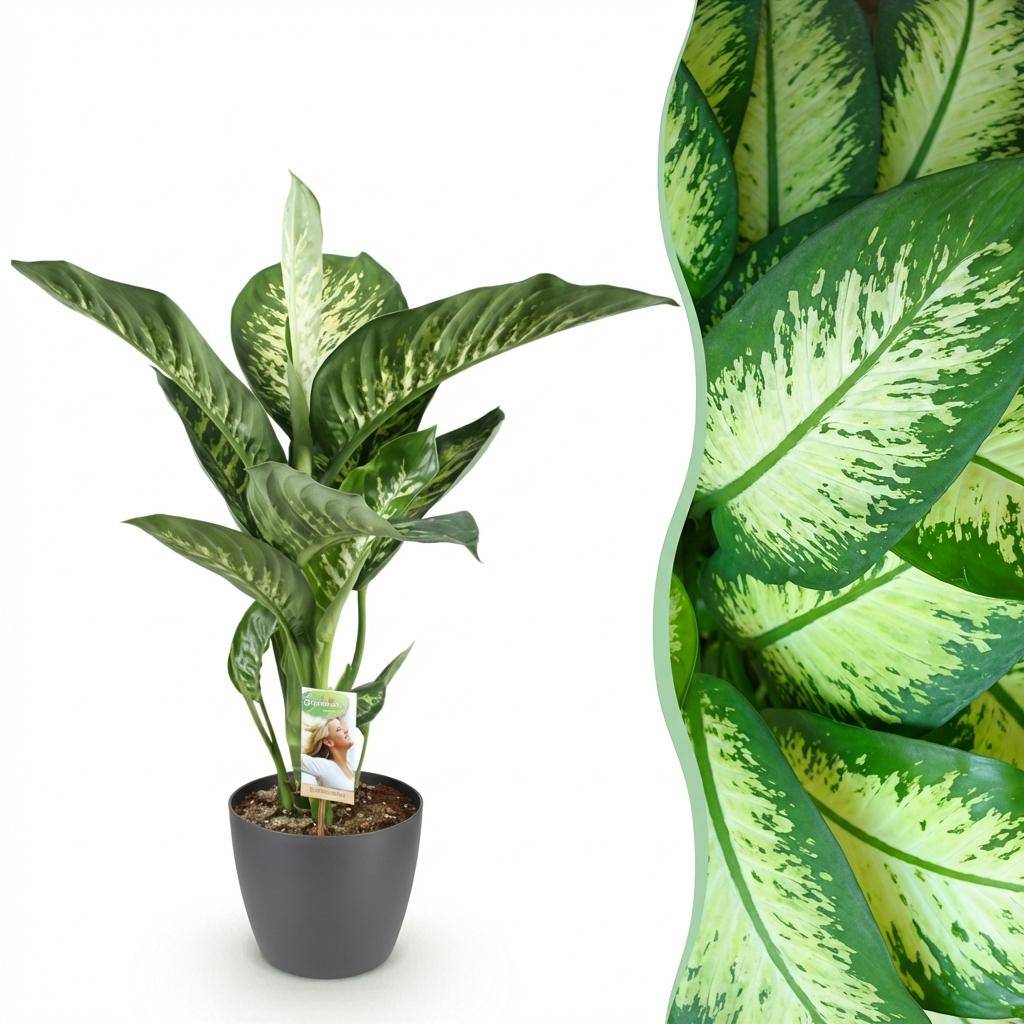 Diefenbachia Tropic Snow - Dieffenbachia - Pot de 21cm - Hauteur 90-100cm - Gris - Plantes d'intérieur