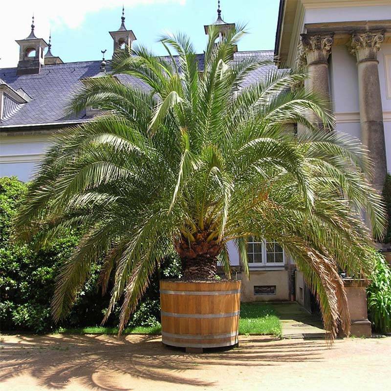 Phoenix canariensis - Palmier dattier des Canaries Pot de 1L/1,5L