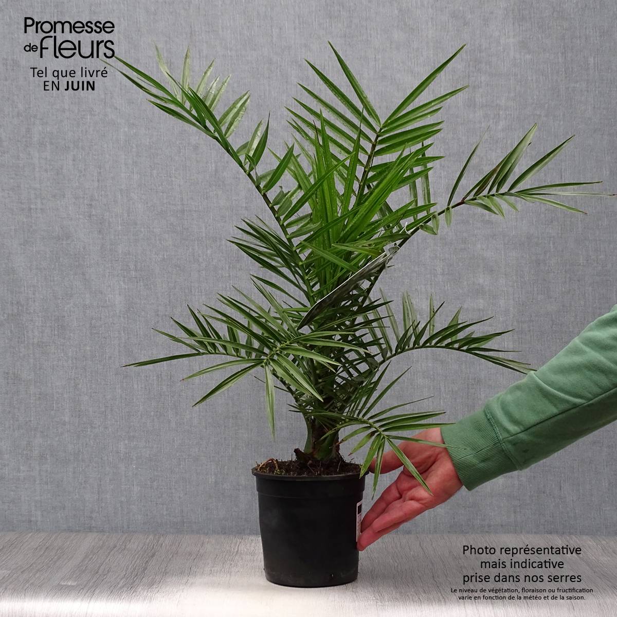 Promesse de Fleurs - Phoenix canariensis - Palmier dattier des Canaries Pot de 1L/1,5L - Image 2