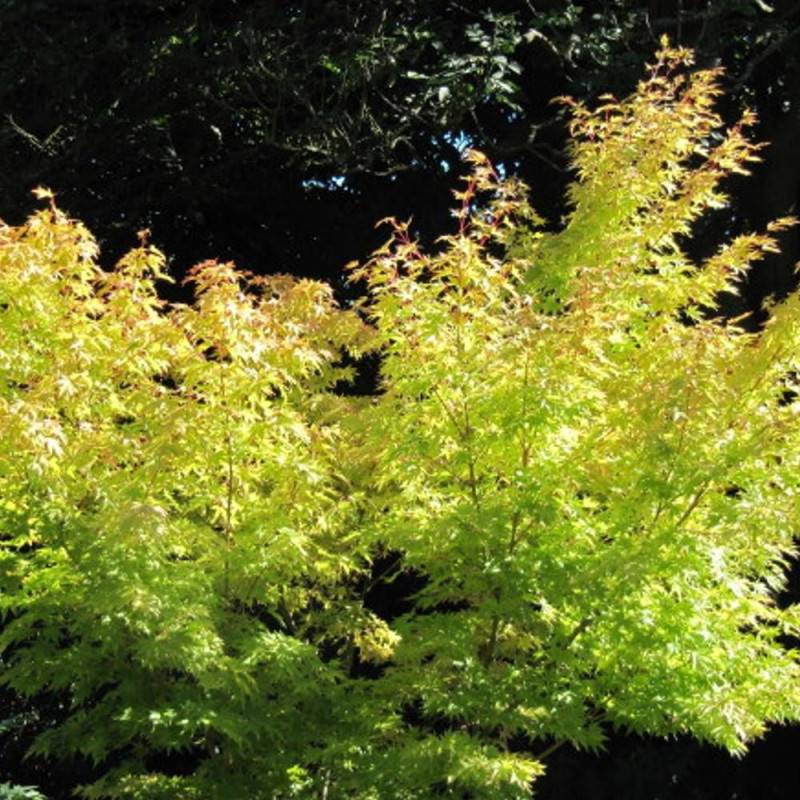 Érable du Japon Senkaki, Acer palmatum - Pot de 4L - 60/100 cm - Image 4