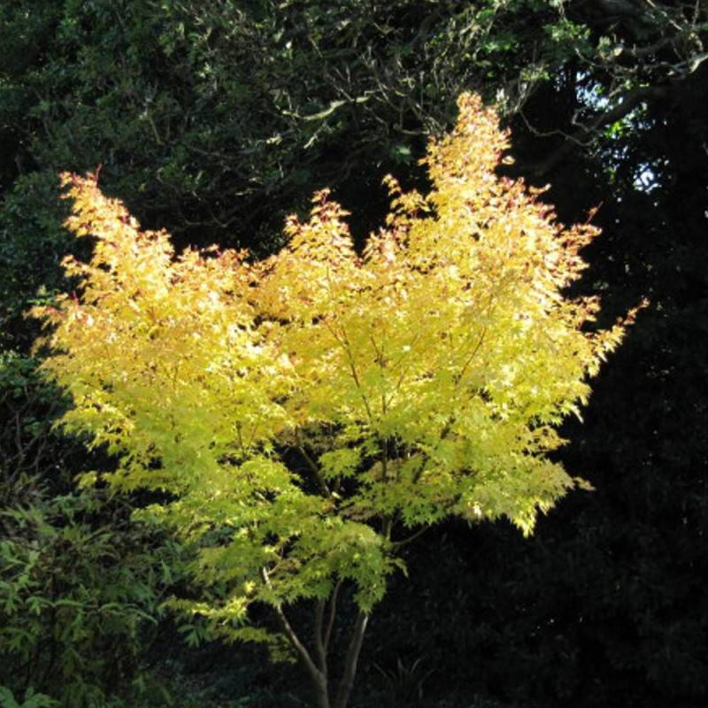 Érable du Japon Senkaki, Acer palmatum - Pot de 4L - 60/100 cm - Image 1