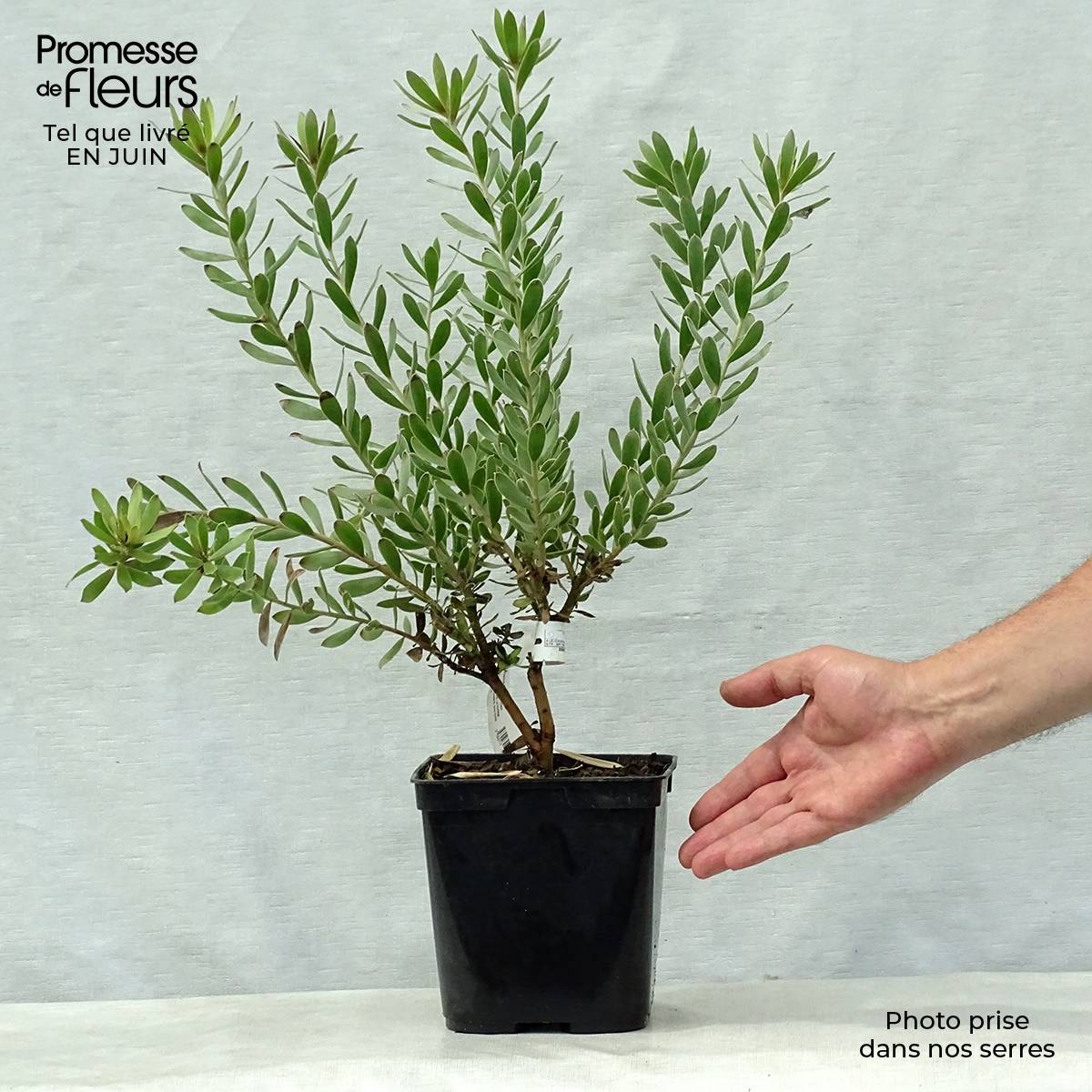 Leucadendron Sundance Pot de 3L/4L - Image 2