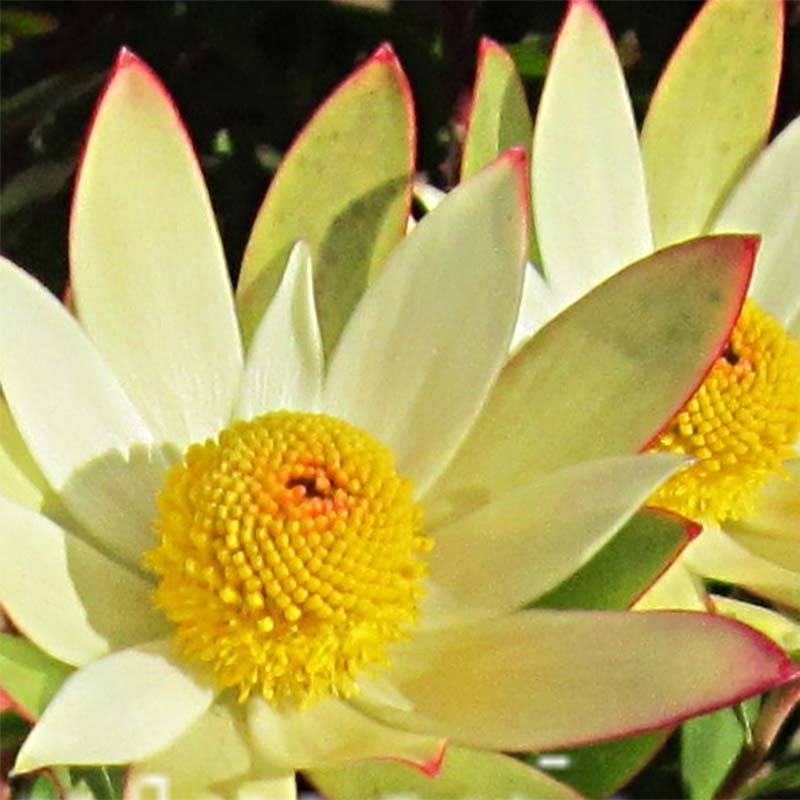 Leucadendron Sundance Pot de 3L/4L - Image 1