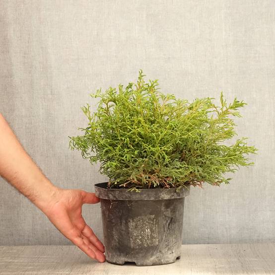 Promesse de Fleurs - Thujopsis dolobrata Nana Pot de 4L/5L - Image 2