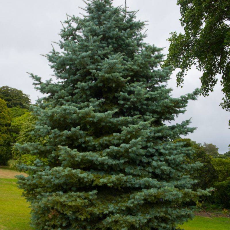 Sapin du Colorado (Abies concolor) - Godet - Taille 10cm - Pépinières Naudet - Imagen 1