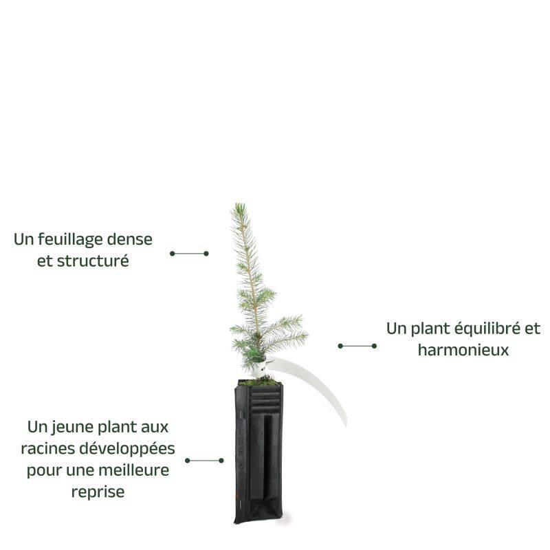 Sapin du Colorado (Abies concolor) - Godet - Taille 10cm - Pépinières Naudet - Imagen 3