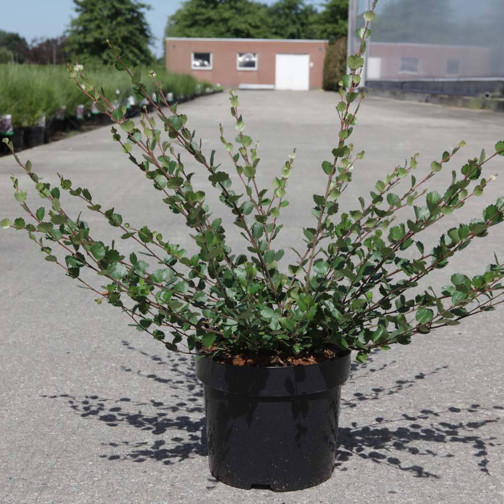 Promesse de Fleurs - Bouleau nain - Betula nana Pot de 2L/3L