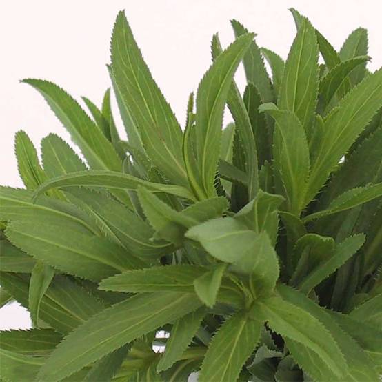 Estragon du Mexique Bio - Ferme de Sainte Marthe le sachet de 500 graines environ (0,6g)
