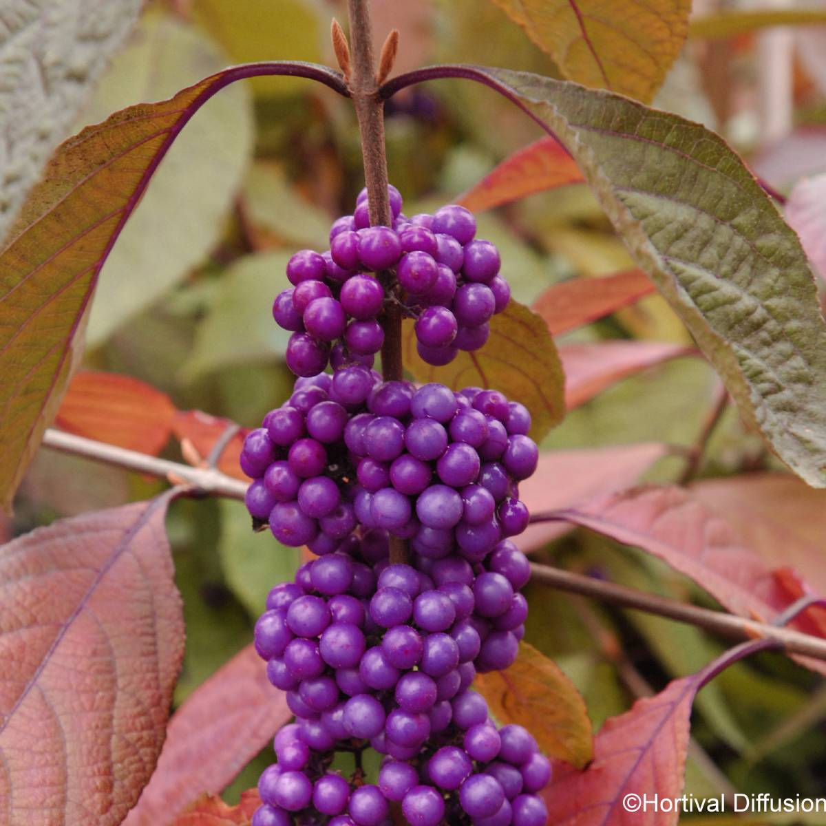 Callicarpa bodinieri Imperial Pearl Pot de 3L/4L - Image 1