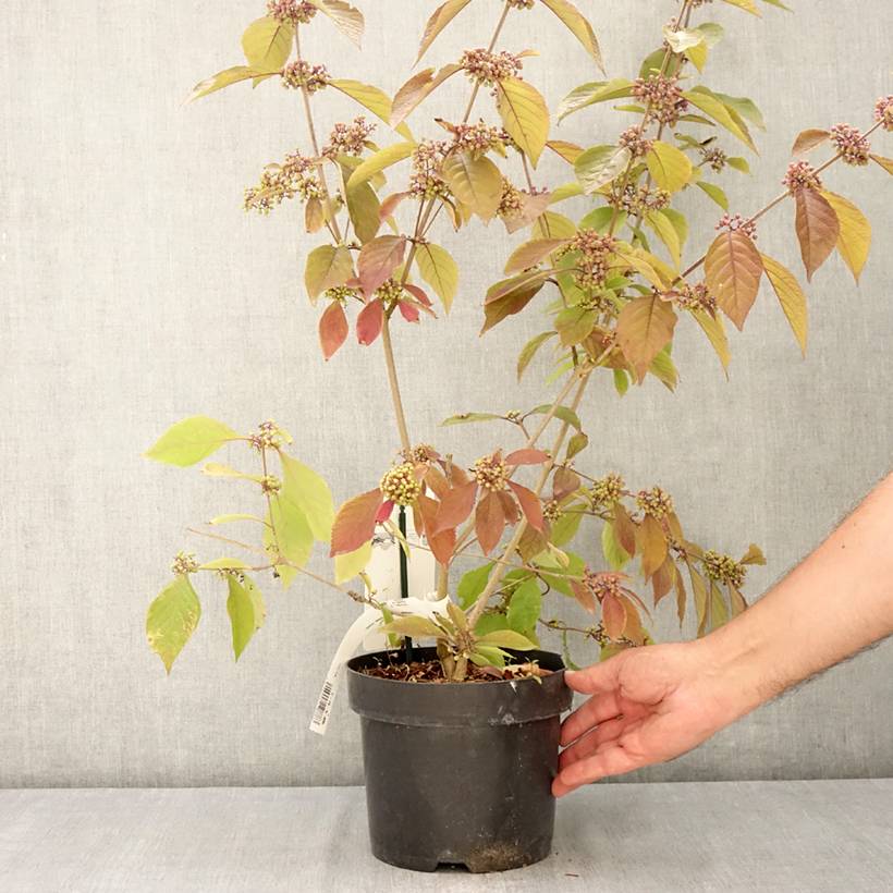 Callicarpa bodinieri Imperial Pearl Pot de 3L/4L - Image 2