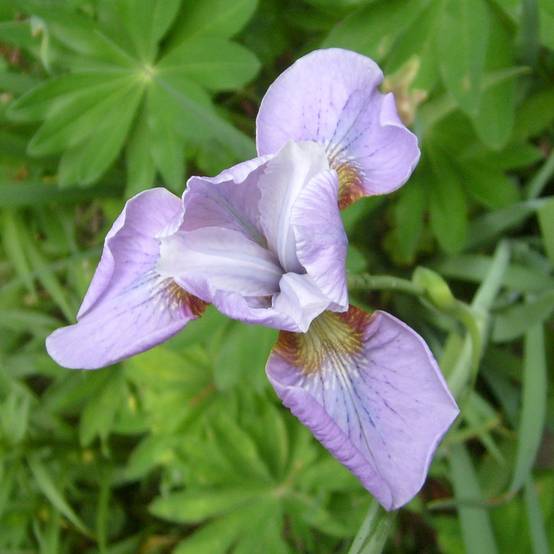 Iris de Sibérie - Iris sibirica Rikugi Sakura Godet de 8/9 cm