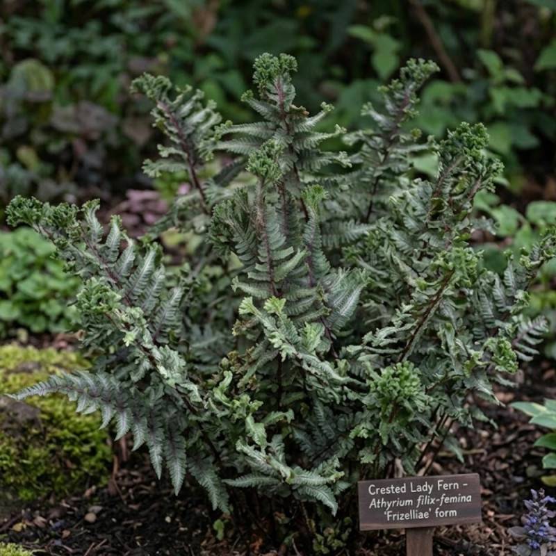 Fougère japonaise peinte, Dryopteris - Lot de 9 godets