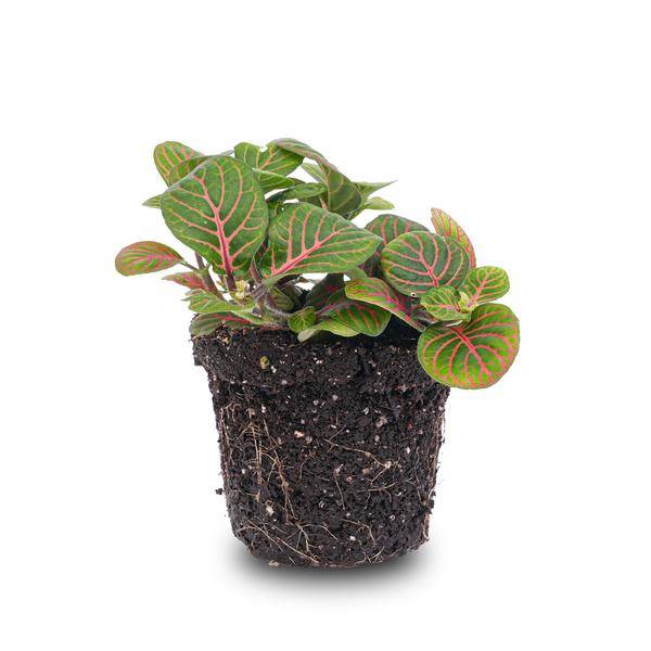 La Green Touch - Fittonia Bubble Red - Plante mosaïque - pot Ø8 cm - Image 1