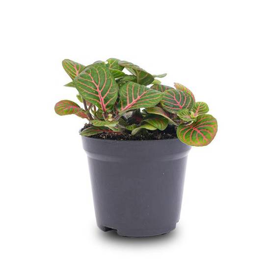 La Green Touch - Fittonia Bubble Red - Plante mosaïque - pot Ø8 cm - Image 2