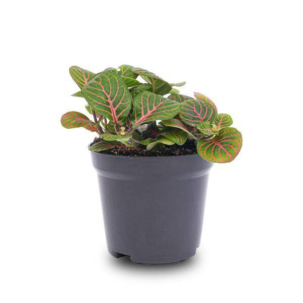 La Green Touch - Fittonia Bubble Red - Plante mosaïque - pot Ø8 cm - Image 2